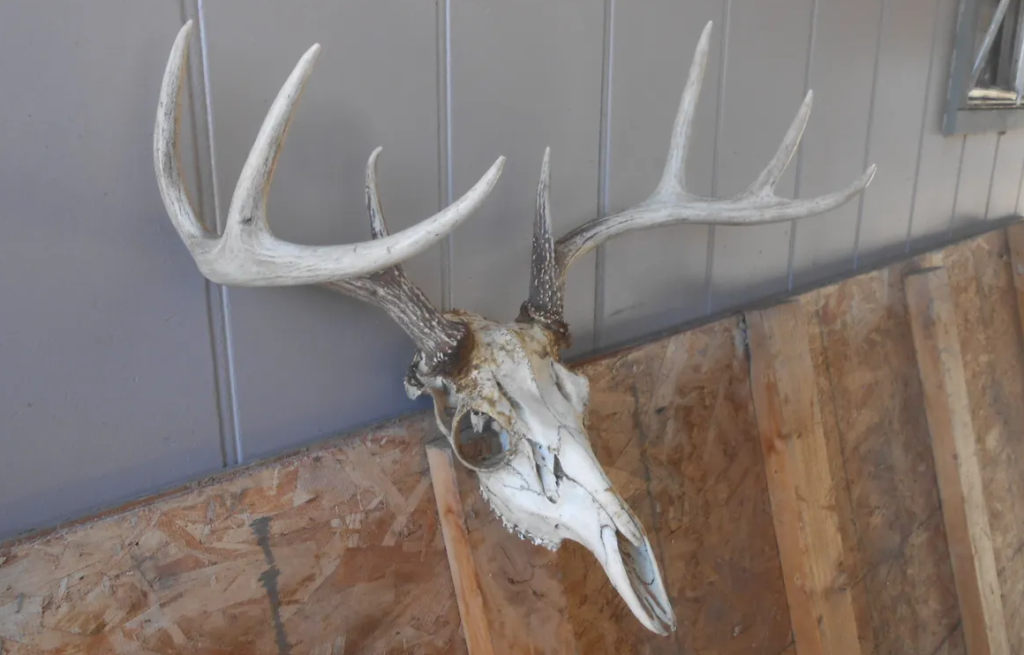 Deer horn as hook