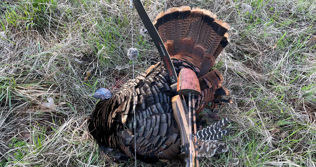 turkey hit with recurve bow